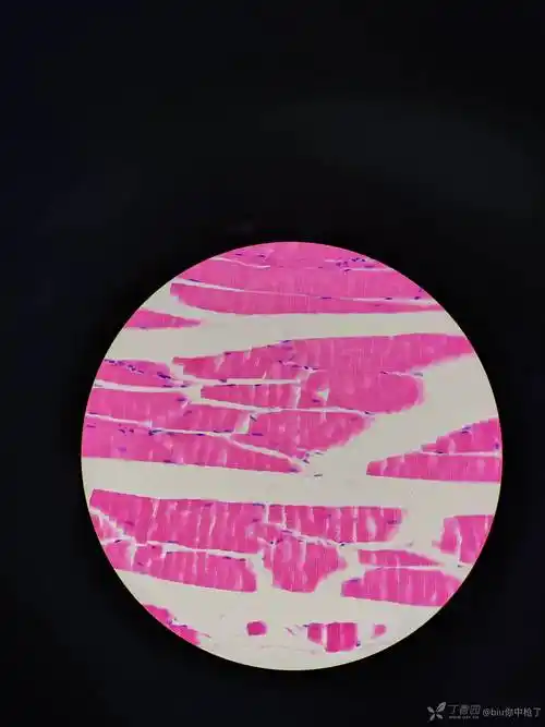 求助:肌肉组织石蜡切片,he染色,横切纵切都有,请问出现这种裂纹/断裂