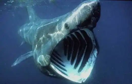 第七名:大西洋鲭鲨