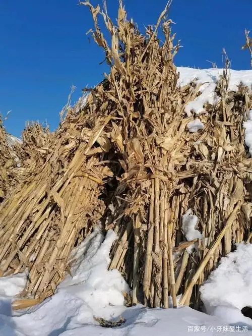 小山沟的苞米杆子去哪了