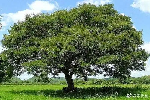 石油树能分泌燃油全球储量丰富有望解决能源危机
