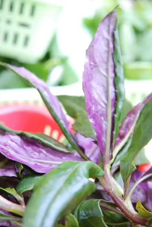 紫背菜明日草的一种