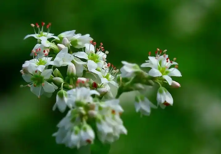 荞麦蜜的作用与功效介绍