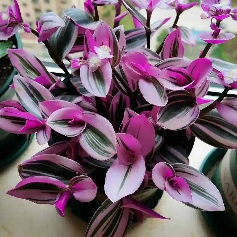 油画婚礼吊兰94丨颜值爆棚丨浪漫又梦幻 油画婚礼吊兰是近几年非常