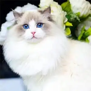 布偶猫幼猫纯种海双蓝双火焰重点赛级宠物猫活物蓝眼长毛仙女猫咪