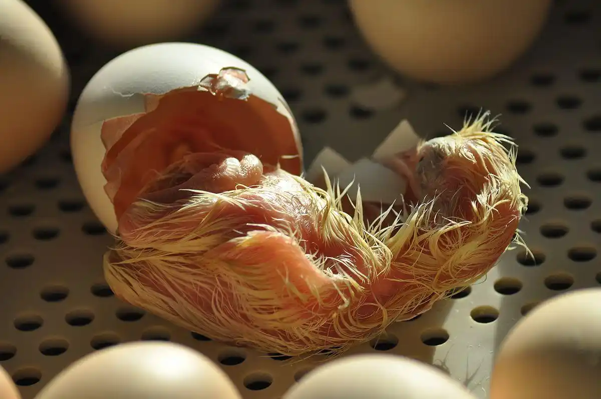 神奇的小鸡破壳而出的过程