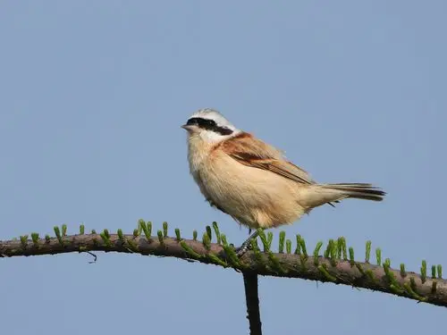 chinese penduline tit    remiz consobrinus   雀形目  攀雀科