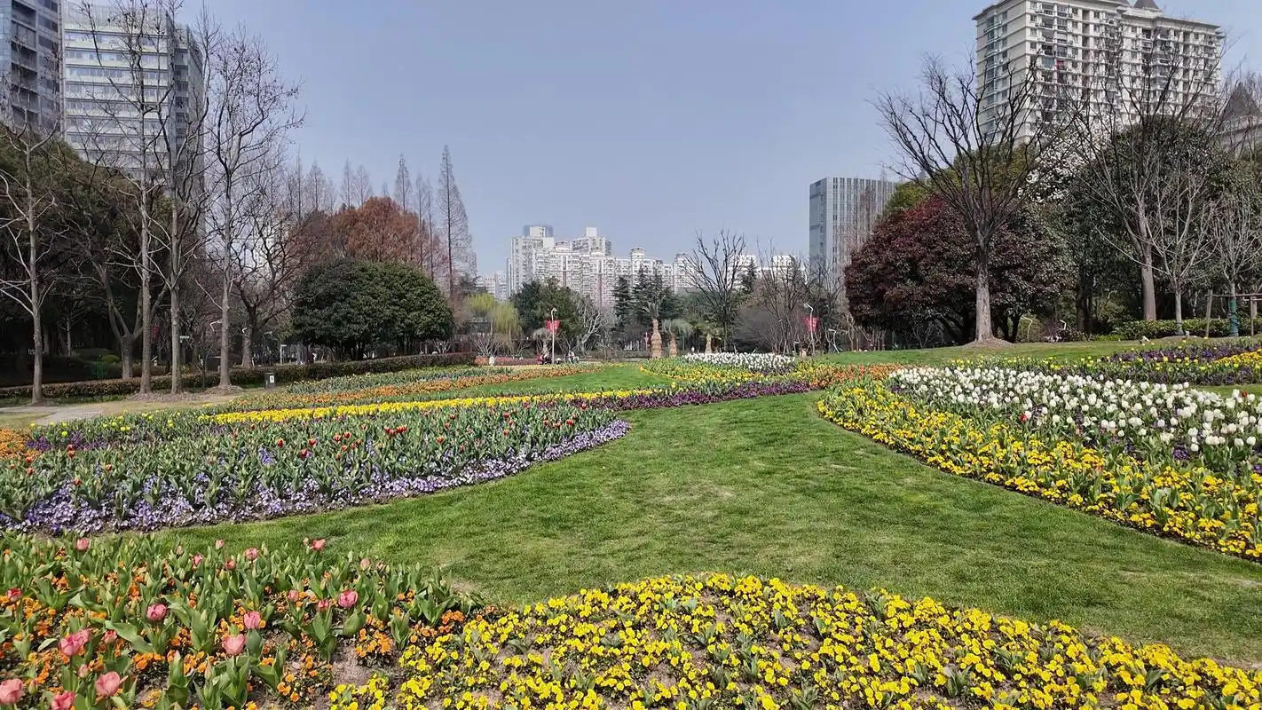 大面积种植郁金香的公园,近年来不断加大对郁金香种植的投入,使得这里