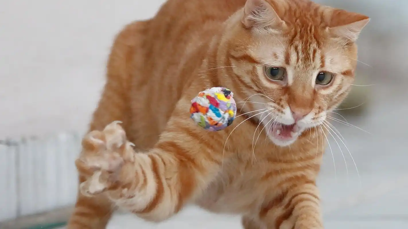 玩耍的猫咪图片高清桌面电脑壁纸