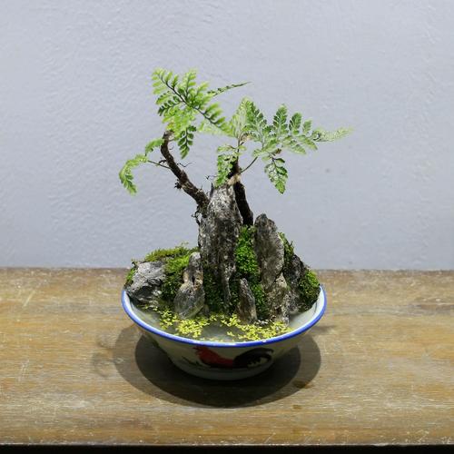 狼尾蕨盆栽水培植物吸水石山水小假山盆景室内桌面苔藓微景观绿植