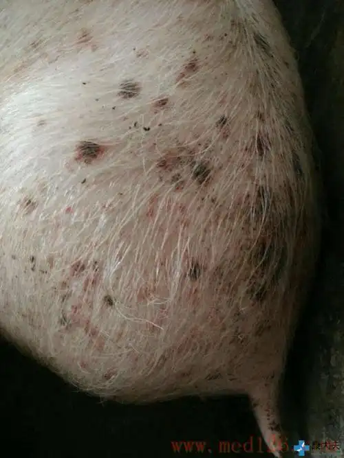 猪病治疗:育肥猪皮肤是红癍,如图,只是什么皮肤病如何治疗,求大神指点