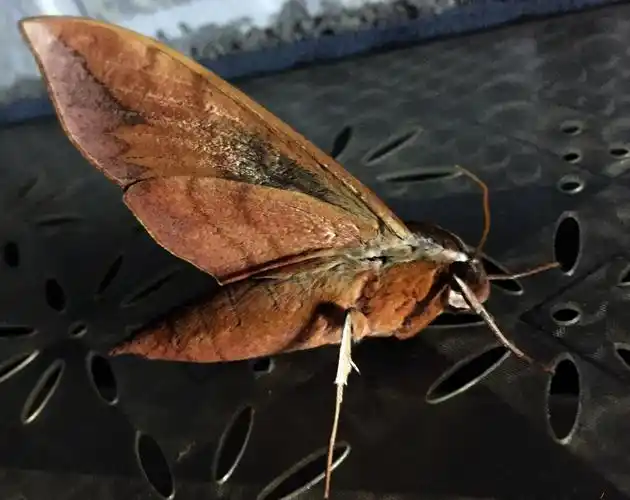 中国昆虫鳞翅目(蛾)