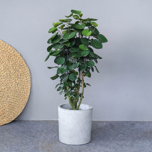 招财植物金钱兜福禄桐圆叶钱多多室内大型绿植大型绿植