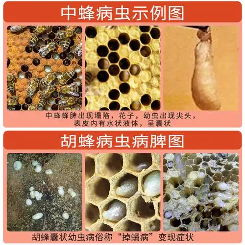 中囊抗体500ml中蜂烂子病蜜蜂囊状幼虫病烂子灵专用蜂药养蜂工具