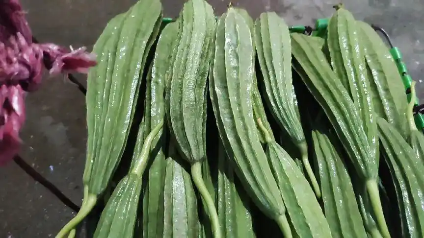 翠甜的八棱瓜,你们那种吗.