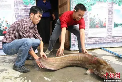 重庆现45斤野生鲶鱼王