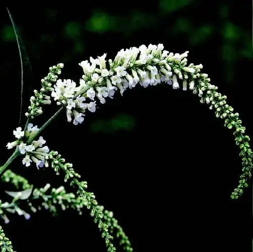 [药用部位] 根,茎叶.[性味功效] 味苦,微辛,性温,有小毒.