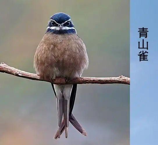 看图识鸟 (28) 雀之二