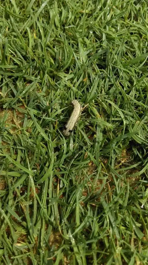 草坪上这种是什么虫,怎样防治