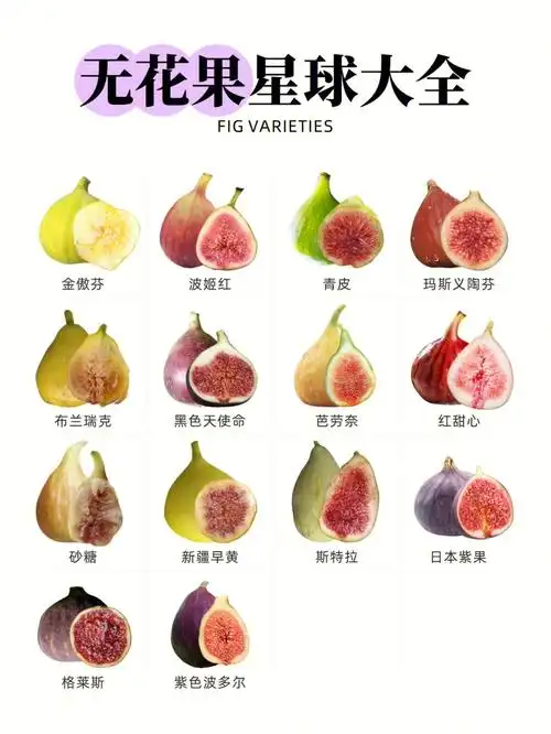 滴滴16种常见无花果的特点及口感科普分享