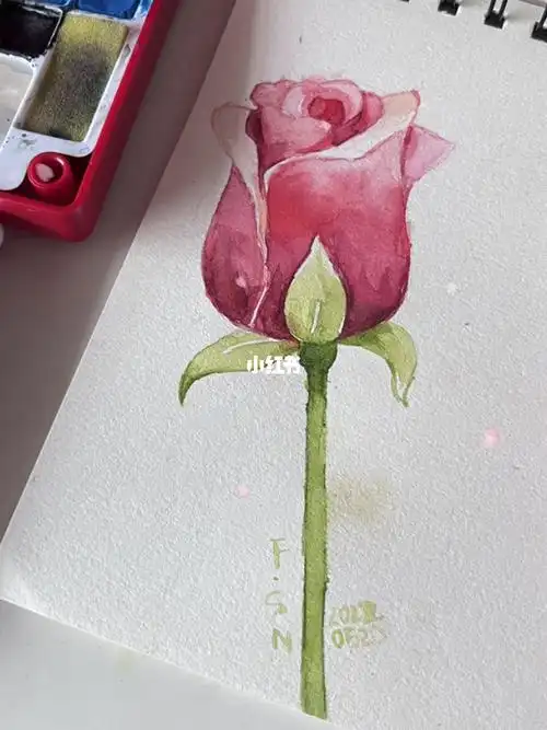 初学者水彩玫瑰