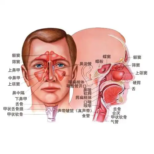 鼻窦炎引发的头痛有什么特点