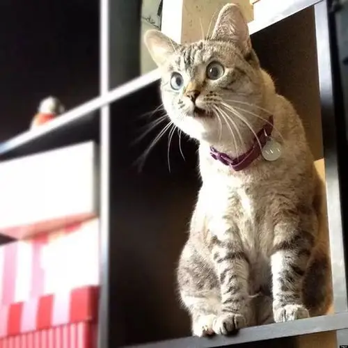 一脸惊讶的喵星人,这眼神很到位!