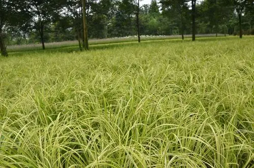 金叶石菖蒲作用以及市场非常好