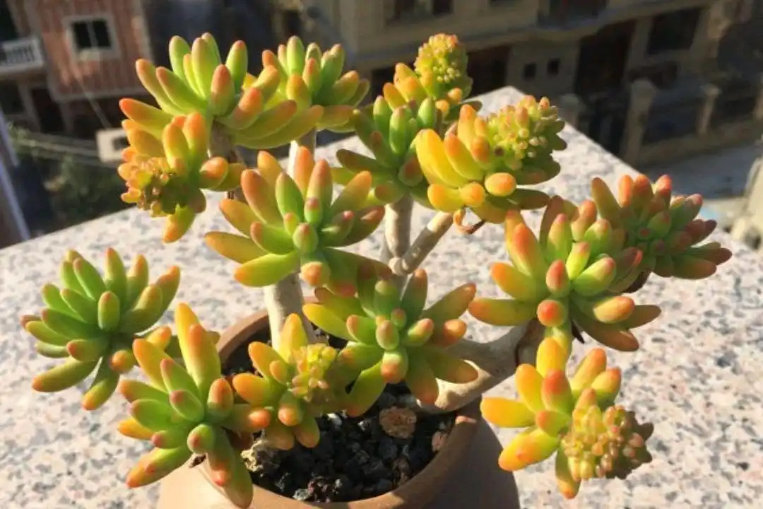 多肉八千代,自带老桩基因,2年就能养成木质老桩