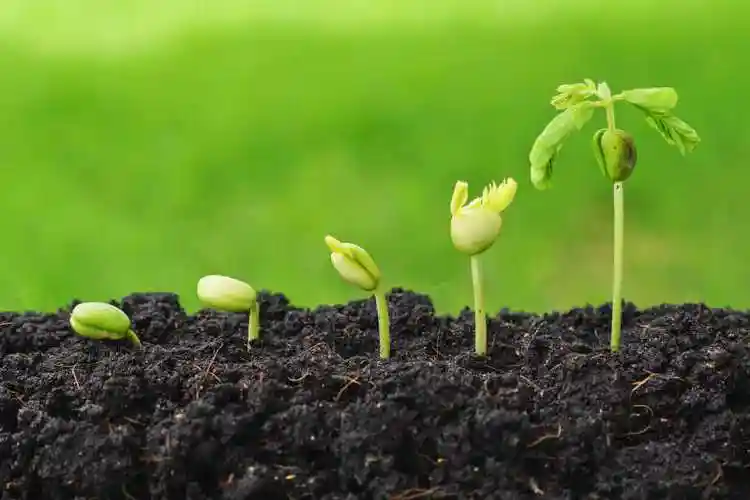 干裂土壤植物生长