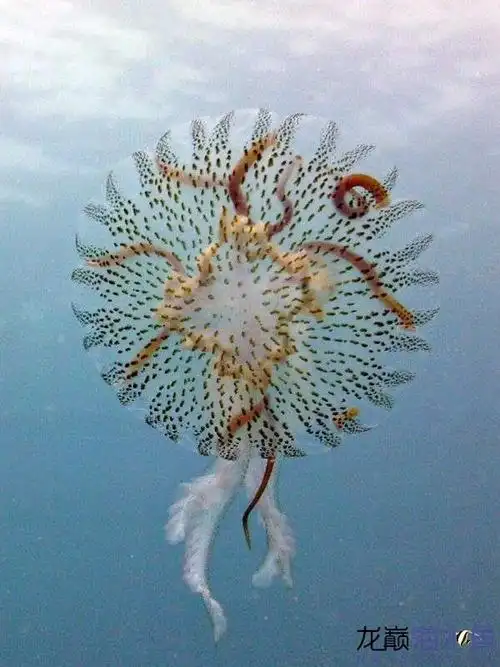 奇形怪状的水母