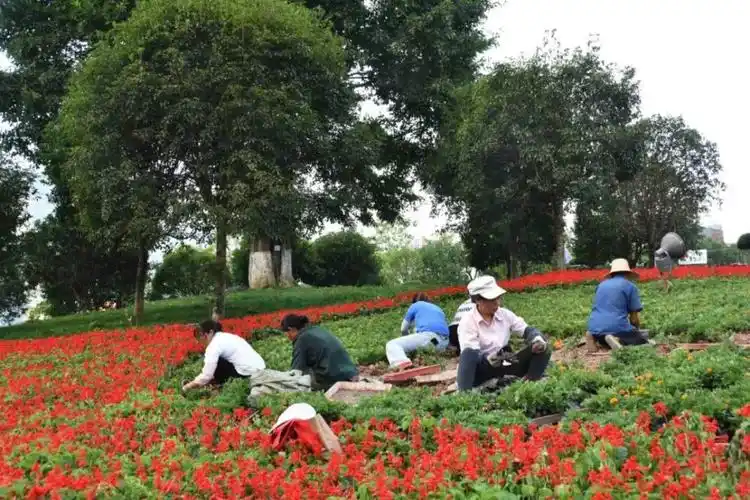 巫山:栽植花卉喜迎国庆_腾讯新闻