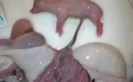 母猪的排卵受孕过程,清晰呈现在你眼前【图】