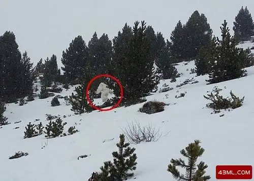 地球十大不明生物,地球十大不明生物