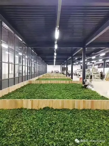 有人说:这是史上最强普洱茶初制所,没有之一!