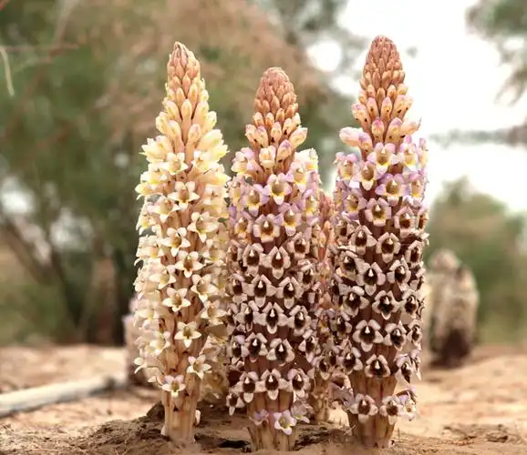 野生肉苁蓉濒临灭绝人工种植肉苁蓉方可实现可持续发展