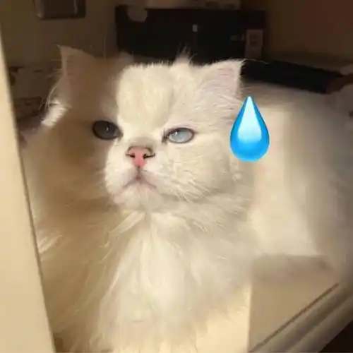 微信头像都是你敲爱的13