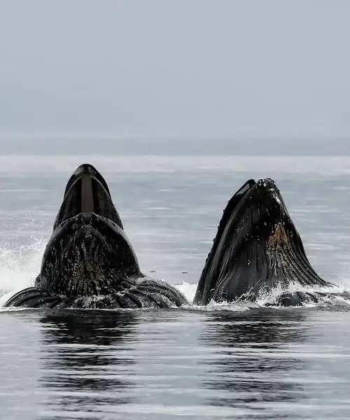 whale watching tours