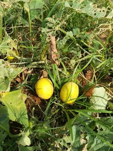 有谁还记得这野生的甜瓜的口味道?