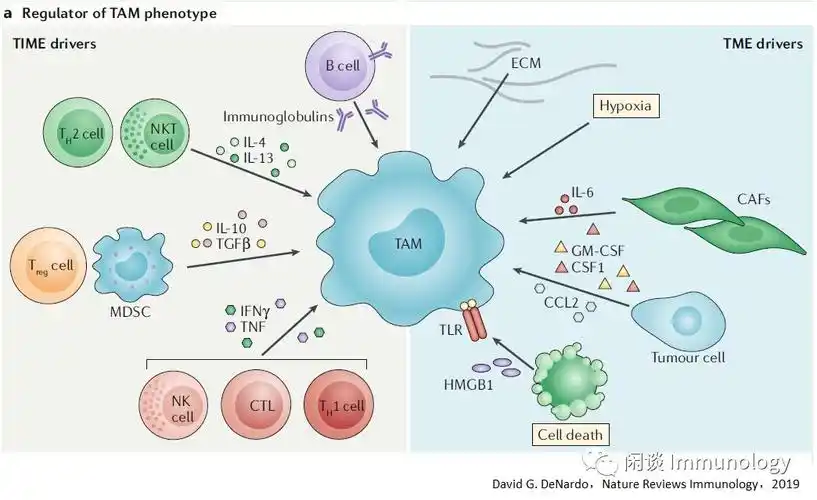 肿瘤相关巨噬细胞及相关靶向治疗