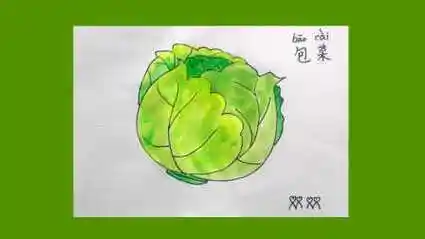 卷心菜的画法 甘蓝  洋白菜 包心菜 圆白菜 水彩画教程 儿童画 简