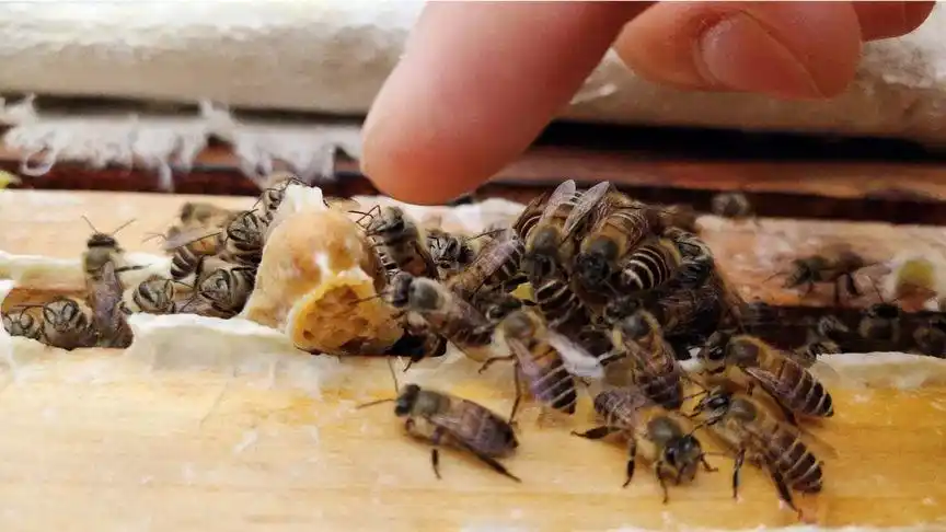 死王台和正常王台的区别是什么?蜂王幼虫发育中不要轻易提脾检查