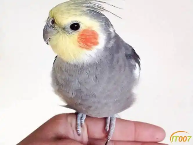 出一只半毛原始灰玄凤鹦鹉