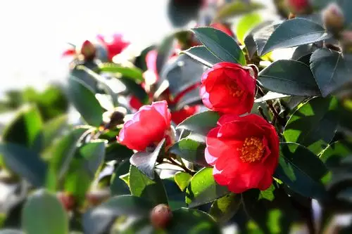 原图欣赏-太平洋摄影部落