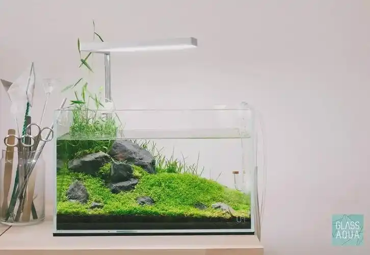 本色水景一个案头小草缸洗去你一天的劳累生态缸水草鱼缸造景培训教程