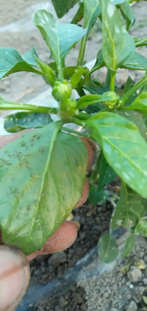 辣椒这种虫子用什么药好