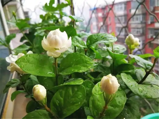 茉莉花后护理做3事,花芽壮,花朵大又香,连续爆花3个月