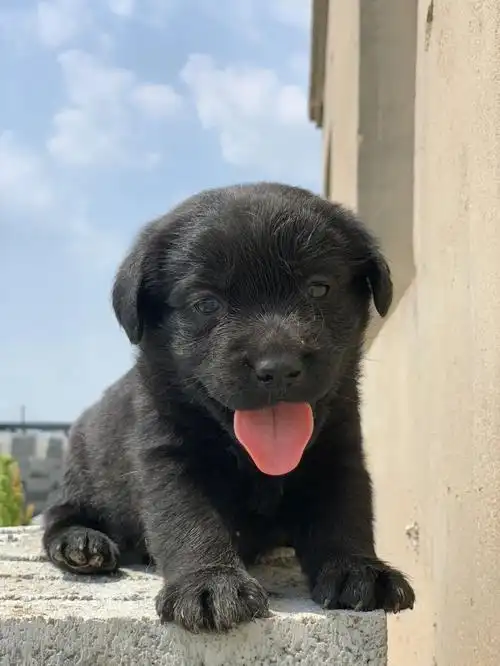 双血统拉布拉多黑色幼犬找新家