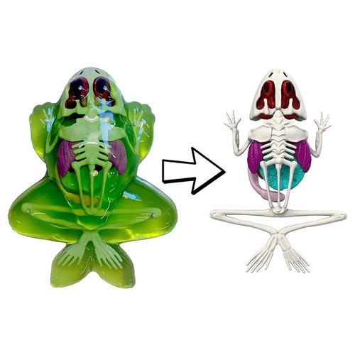 正版科学解剖模型玩具手办青蛙模拟实验室益智stemdissect