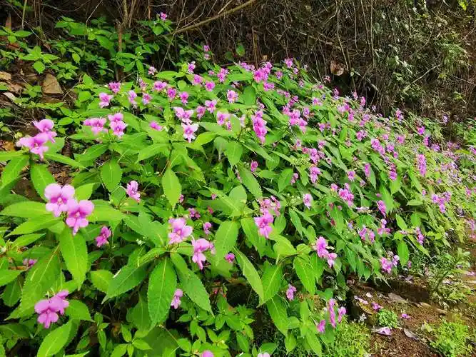 我遇见的那些花儿——野凤仙花