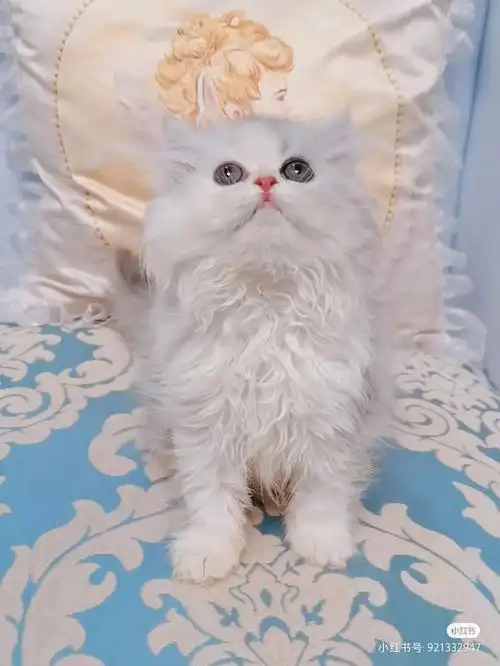 可爱的银白高地妹妹最后一只699带回家